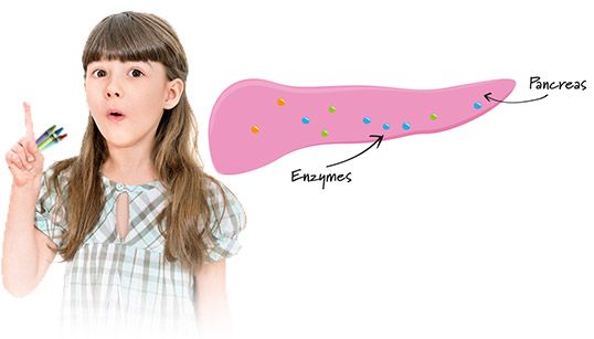 Child with index finger pointing up and graphic of pancreas with enzymes