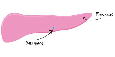 Graphic of pancreas with enzyme